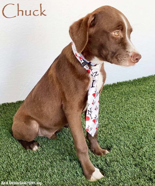 Photo of Chuck, adoptable Boxer in San Diego, California