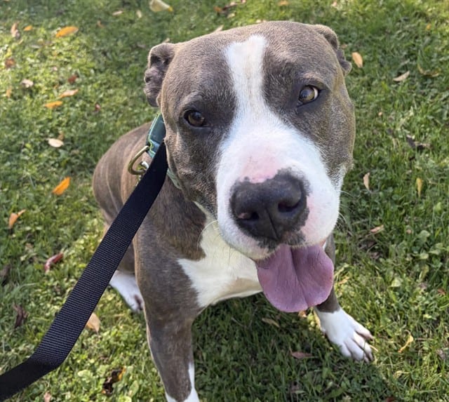 Photo of Haymitch, adoptable Pit Bull Terrier mix in Center Township, Pennsylvania