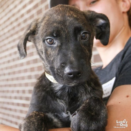Photo of Poppy, adoptable Shepherd in Washington, District of Columbia