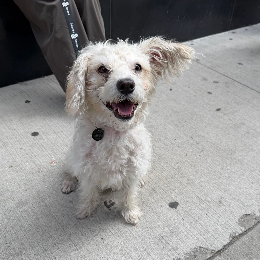 Photo of Orsino, adoptable Terrier