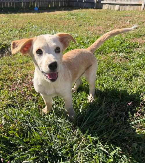 Photo of Hawaii : Kihei, adoptable Labrador Retriever in Aurora, Indiana