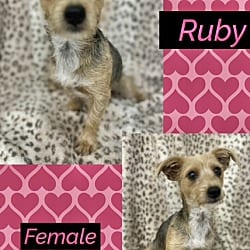 Photo of Ruby 3 meet me 10/10, adoptable Yorkie, Yorkshire Terrier in East Hartford, Connecticut