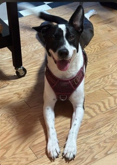 Photo of Rusty, adoptable Border Collie in Camden, South Carolina