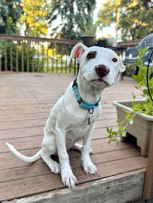 Photo of Snowspot, adoptable American Staffordshire Terrier in Andover, Minnesota