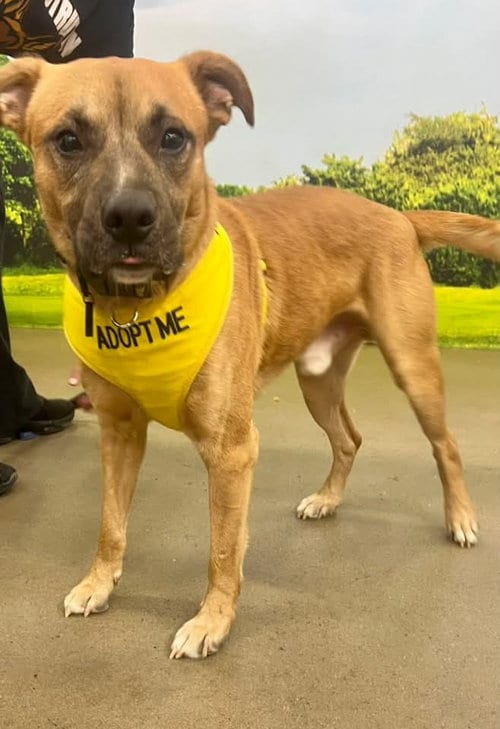 Photo of Todd, adoptable Labrador Retriever in Munford, Tennessee