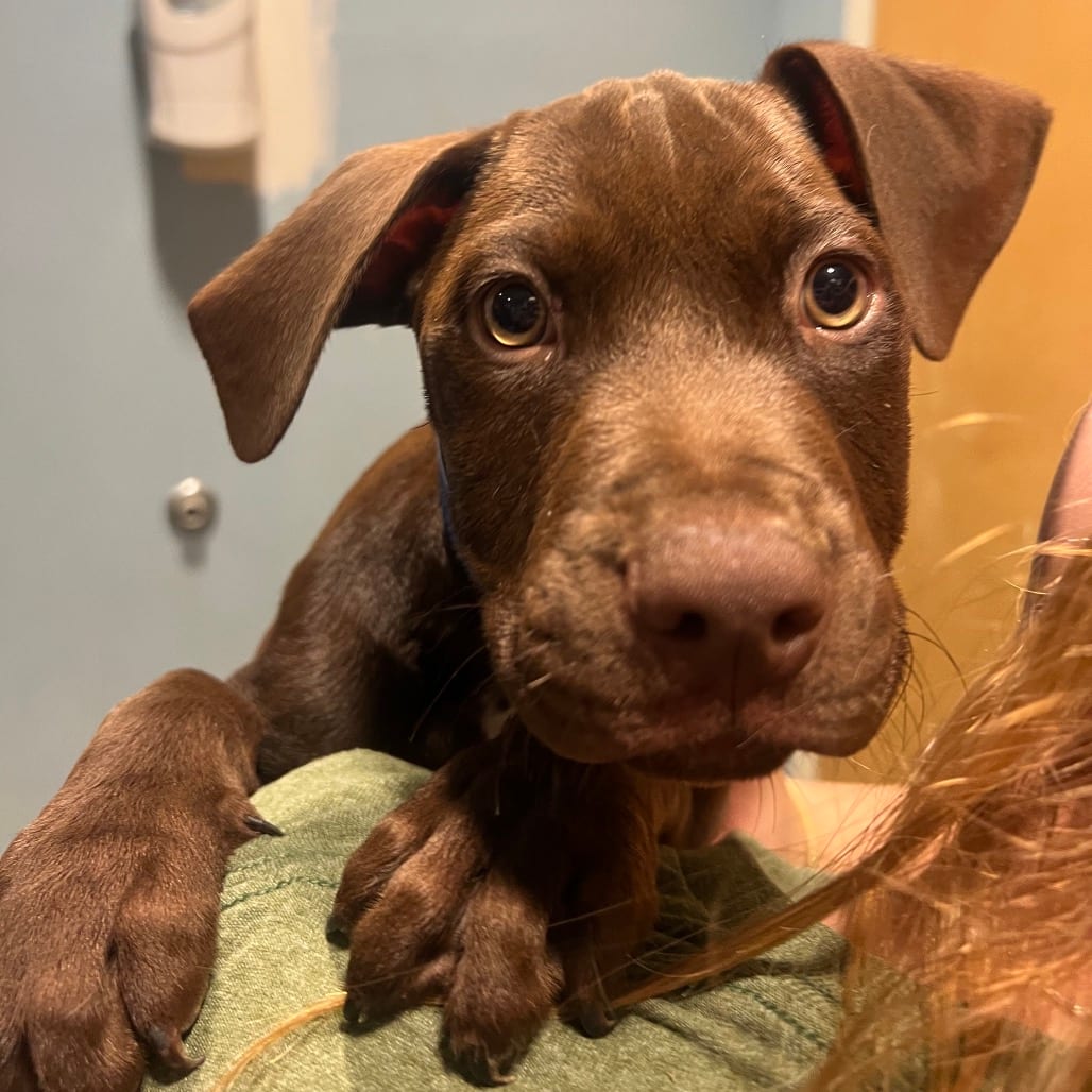Photo of Omar, adoptable Mixed Breed (Small) in Chattanooga, Tennessee