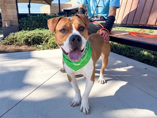 Photo of Raphael, adoptable Staffordshire Bull Terrier in Orange, California