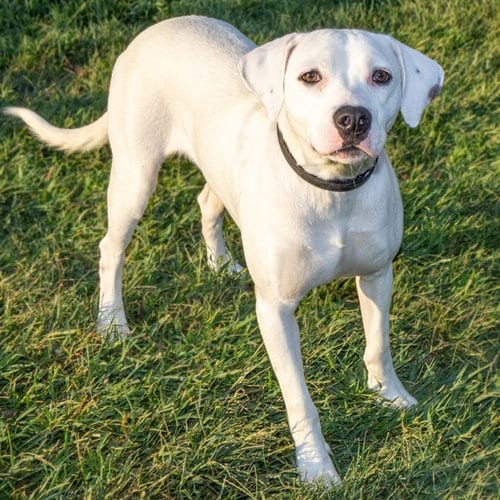 Photo of Alexia, adoptable Pit Bull Terrier in Maryland, Missouri
