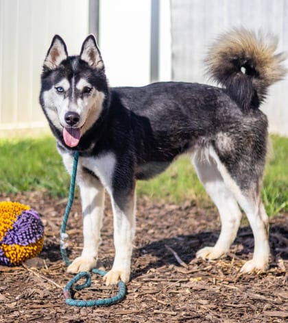 Photo of Nohea, adoptable dog in Chamblee, Georgia