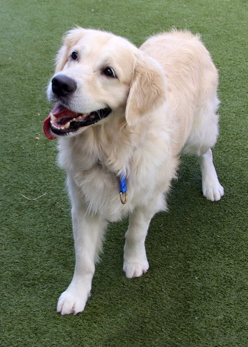 Photo of Bear, adoptable Golden Retriever in Glendale, Arizona