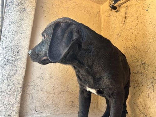 Photo of A480842, adoptable Rottweiler in Oklahoma City, Oklahoma