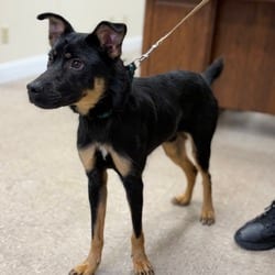 Photo of Edgar Allan Poe, adoptable Mutt in Ringgold, Georgia