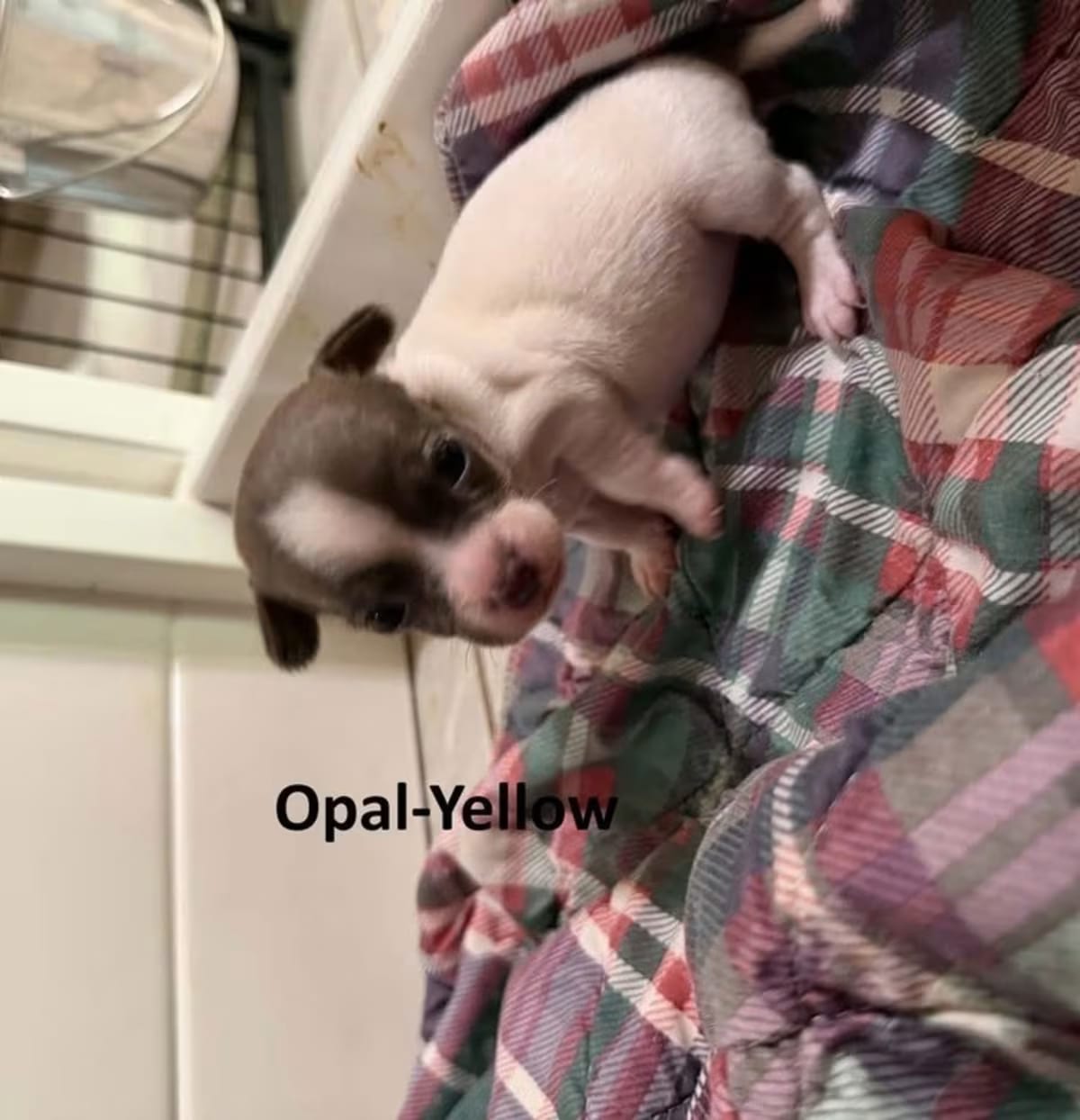 Photo of Opal, adoptable Chihuahua in Bristol, Connecticut