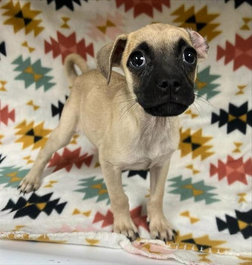 Photo of Milly, adoptable Chihuahua in HESPERIA, California