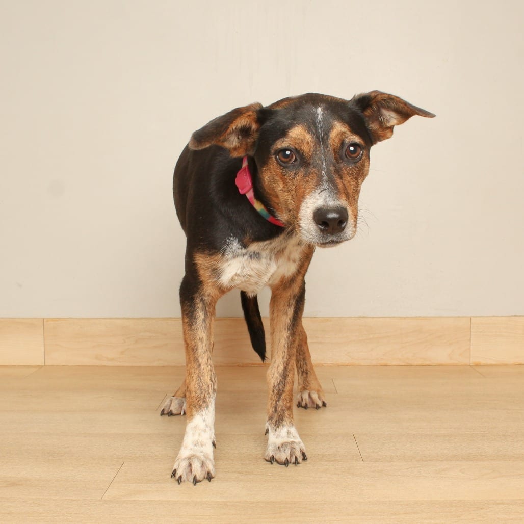Photo of Yola D71497, adoptable Cattle Dog, Australian (Red Heeler) / Mixed Breed (Medium) in Minnesota, Minnesota