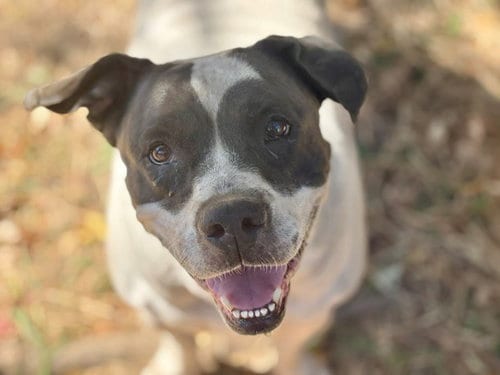 Photo of Super Nova, adoptable Pit Bull Terrier in Tulsa, Oklahoma