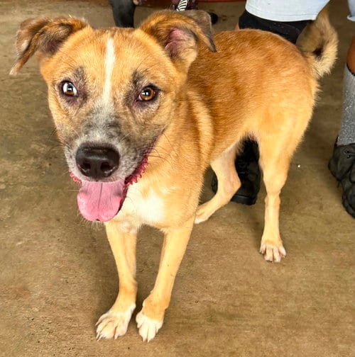 Photo of Spot, adoptable Terrier in Abbeville, Louisiana