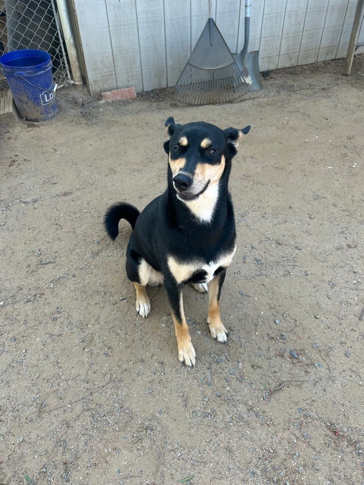 Photo of Kevan, adoptable Australian Kelpie in Dana Point, California