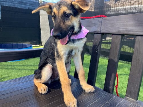Photo of Maisie, adoptable German Shepherd Dog in Orange, California