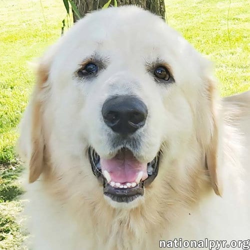 Photo of Reece in KY - Loves Meeting New People, adoptable Great Pyrenees in Beacon, New York