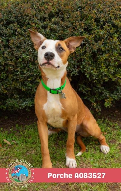Photo of Porche, adoptable Bulldog in Mobile, Alabama