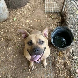Photo of Luna, adoptable American Pit Bull Terrier Mixed Breed (Medium) in Stephenville, Texas