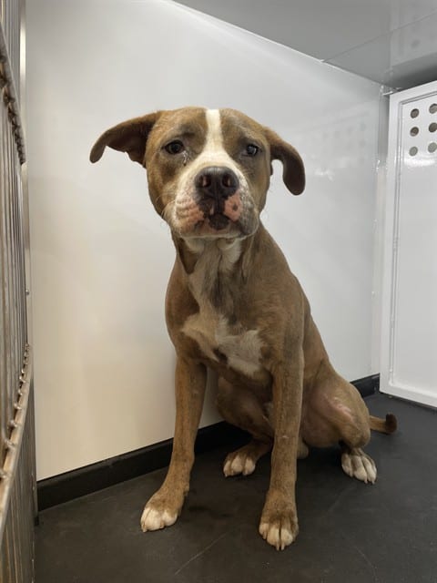 Photo of Chuchuluco, adoptable Pit Bull Terrier in San José, California