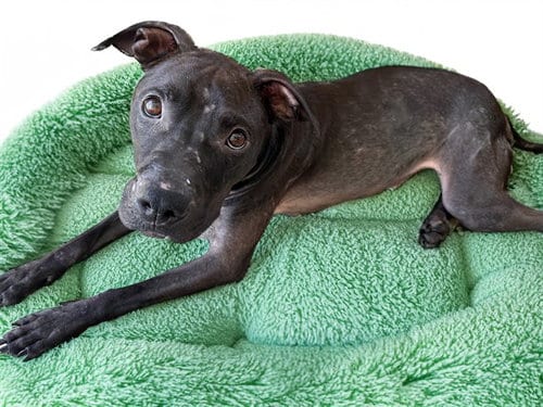 Photo of Flounder, adoptable American Staffordshire Terrier in Ft Lauderdale, Florida