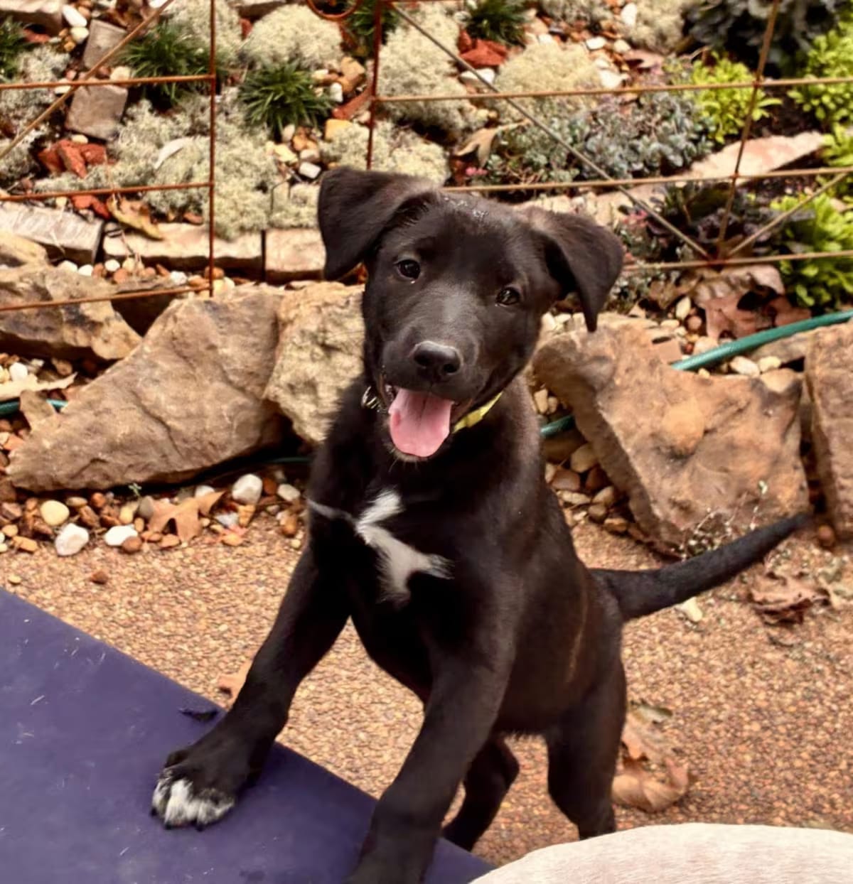 Photo of Biscuit, adoptable Labrador Retriever Whippet in Denver, Colorado