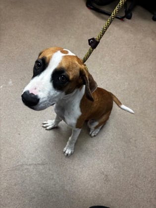 Photo of Nuggy Nug, adoptable dog in Chamblee, Georgia