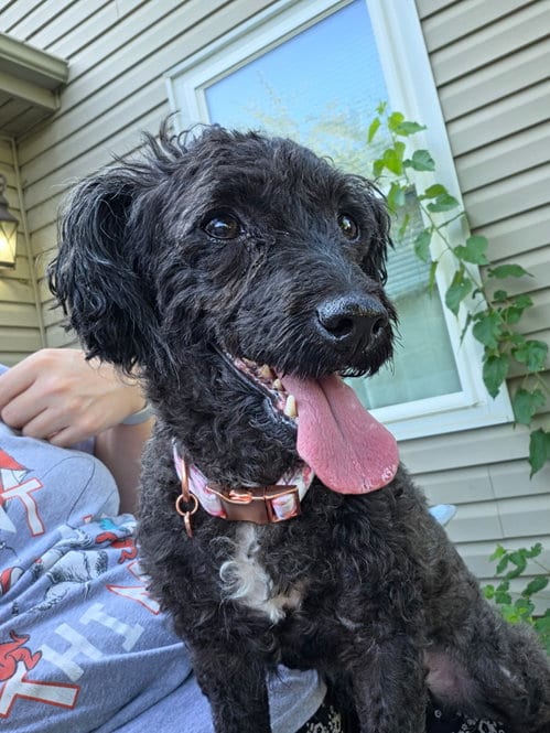 Photo of Candi, adoptable Poodle (Miniature) in Fort Wayne, Indiana