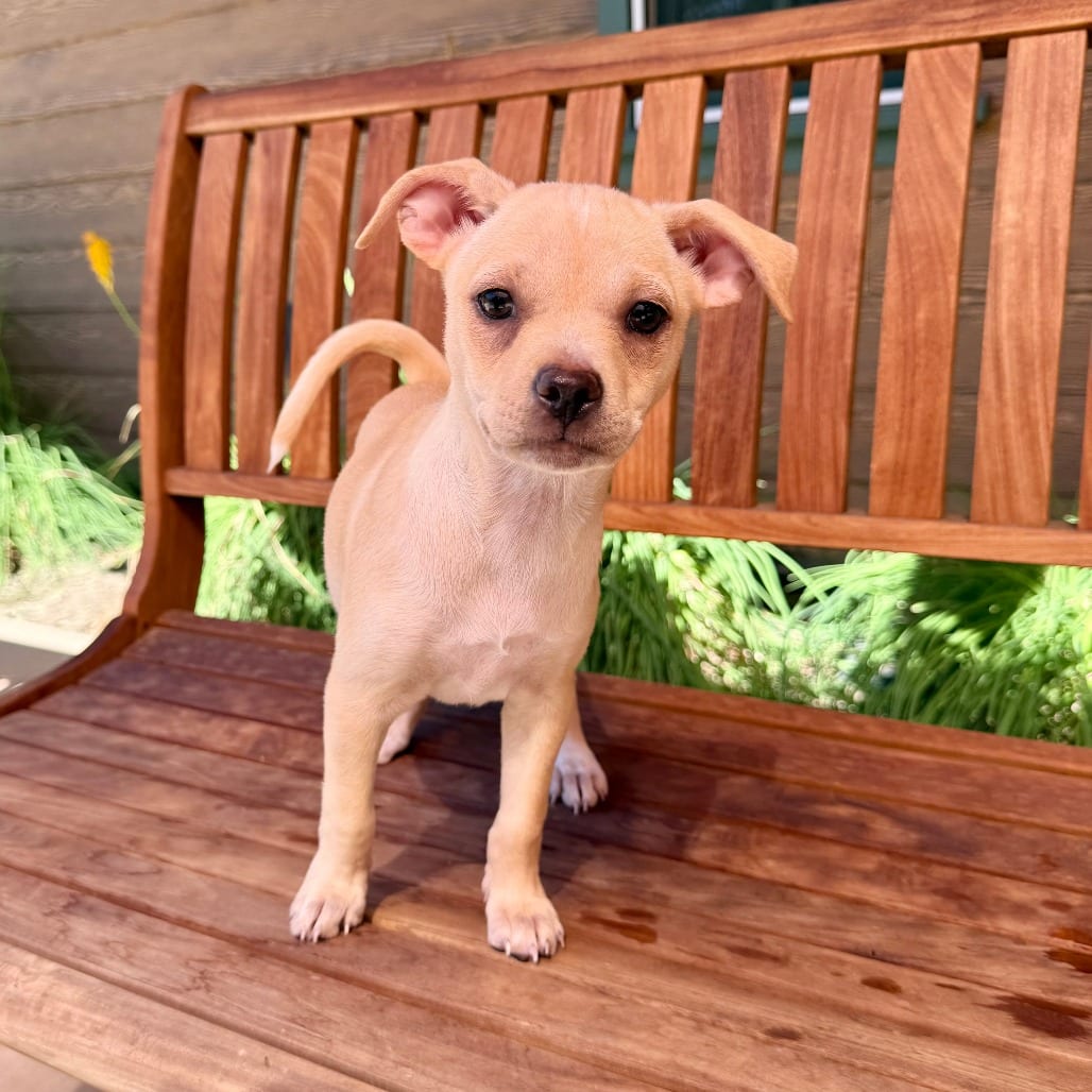 Photo of Whitney, adoptable Chihuahua in Agoura Hills, California