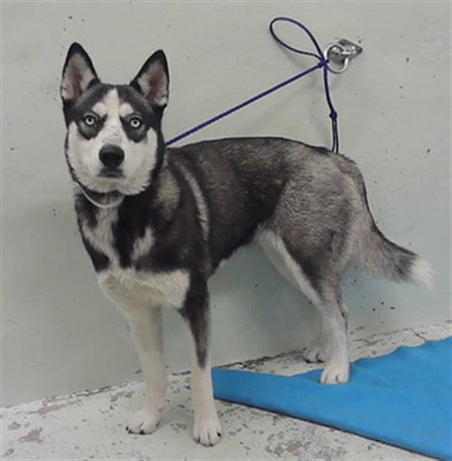 Photo of Princess, adoptable Husky in Houston, Texas