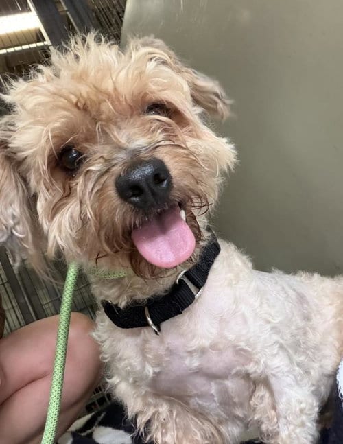 Photo of Joey, adoptable Maltese in Santa Barbara, California