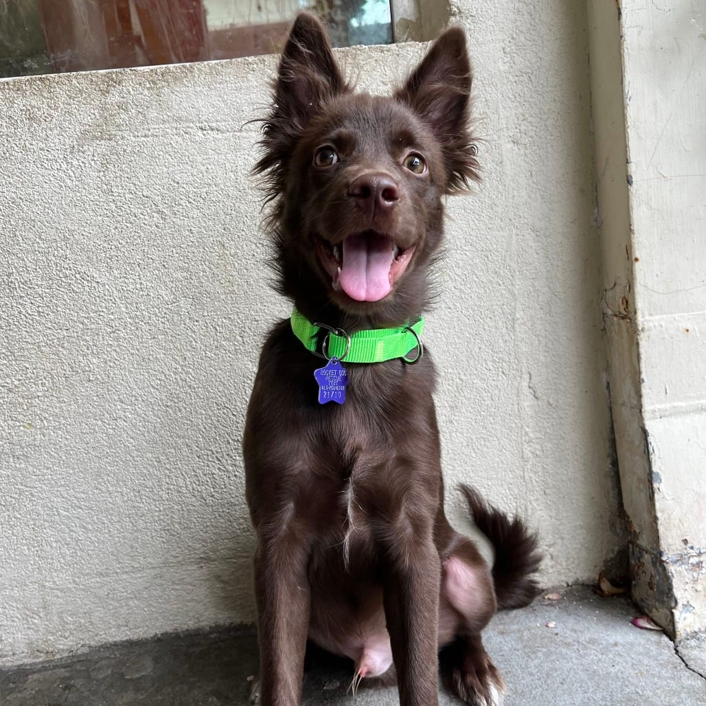 Photo of BamBam, adoptable Mixed Breed (Medium) in San Francisco, California