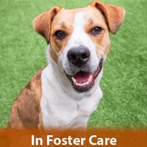 Photo of Bailey, adoptable Hound in Burlingame, California