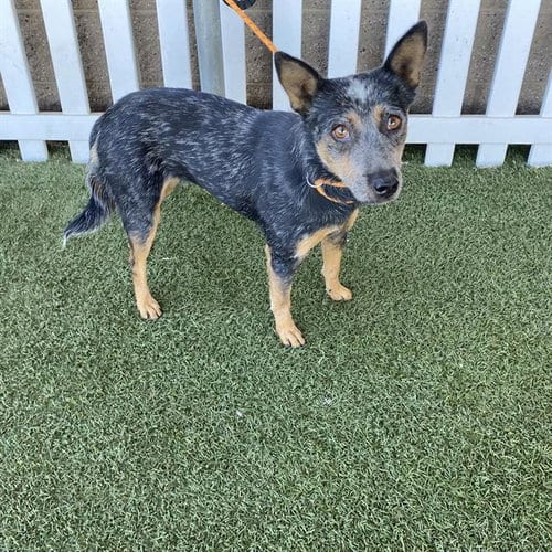 Photo of Smokey, adoptable Australian Cattle Dog/Blue Heeler in Modesto, California