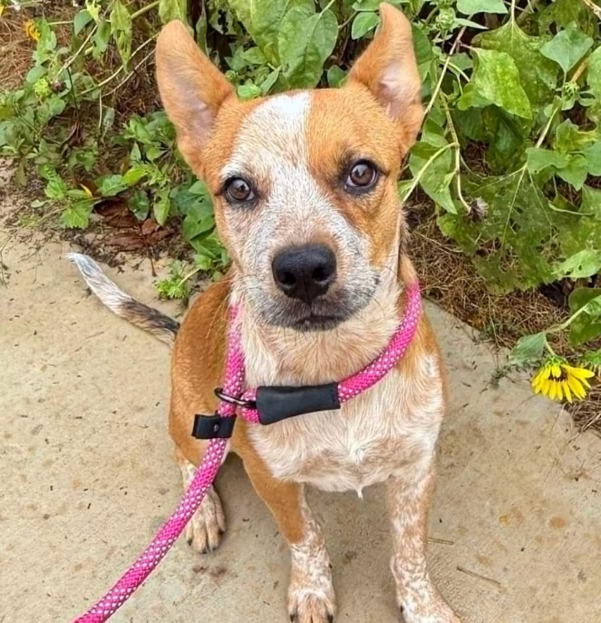 Photo of Ozzie KF, adoptable Australian Cattle Dog in Pittsburgh, Pennsylvania
