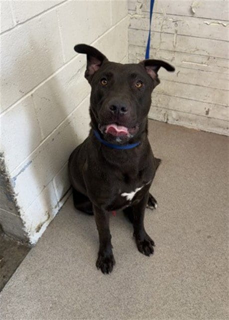 Photo of Greg, adoptable Labrador Retriever in San Bernardino, California