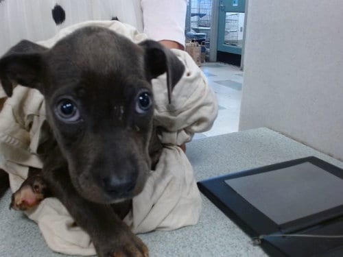 Photo of A481052, adoptable Terrier in Oklahoma City, Oklahoma