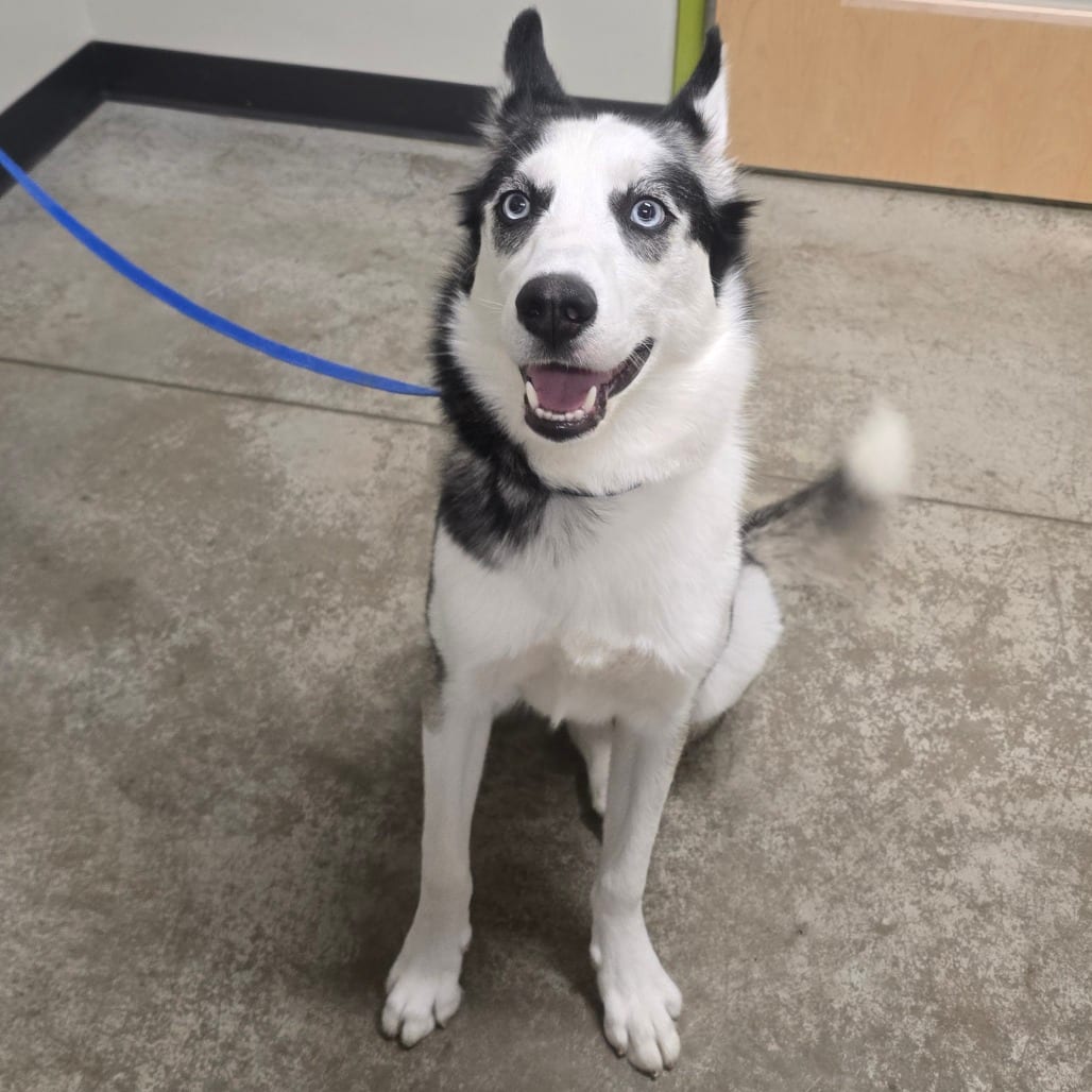 Photo of Kylo, adoptable Husky, Siberian in St. Cloud, Minnesota