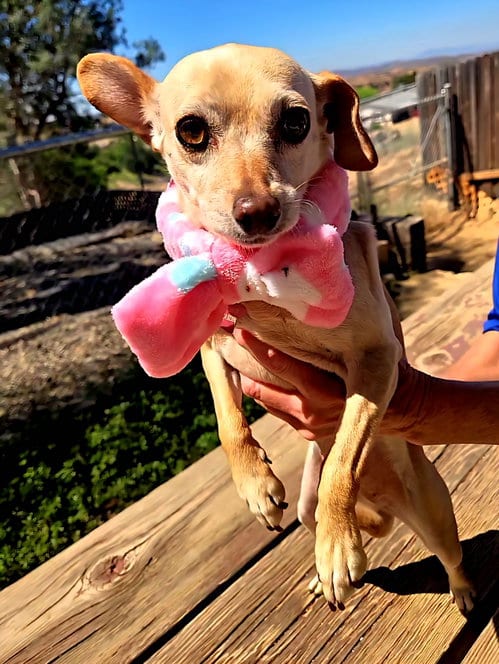 Photo of Taffy, adoptable Chihuahua in Fallbrook, California