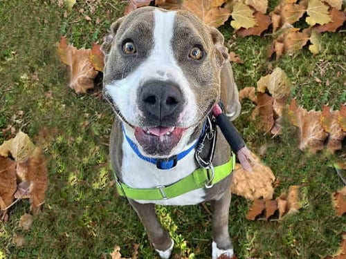 Photo of Samantha, adoptable Pit Bull Terrier in Alameda, California