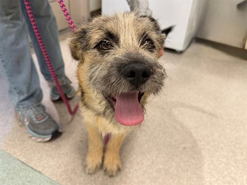 Photo of Chester, adoptable Australian Terrier in Santa Rosa, California
