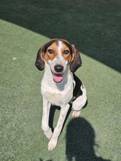 Photo of Zoe, adoptable Hound in Rockwall, Texas