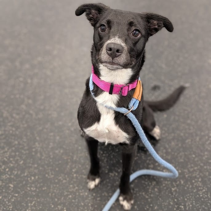 Photo of Ruby, adoptable Mixed Breed (Medium) in West Olive, Michigan