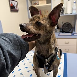 Photo of Biscuit, adoptable Chihuahua Dachshund in Waterloo, Illinois