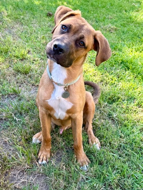 Photo of Levi, adoptable Shepherd in Hesperia, California
