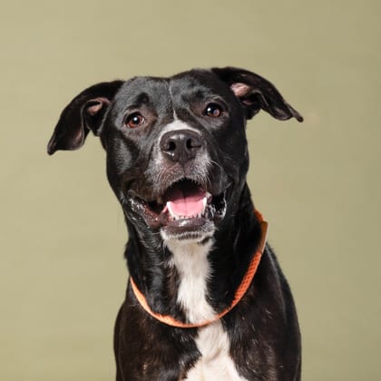 Photo of Thimble Watson, adoptable dog in Atlanta, Georgia