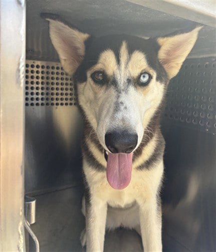 Photo of Bunny, adoptable Siberian Husky in Phoenix, Arizona